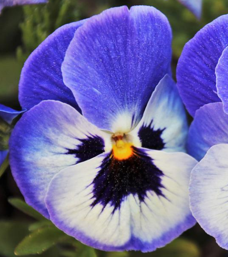 4 – Den flotte stedmoderblomst